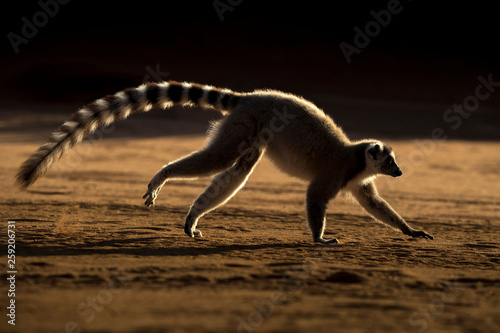 Ring tailed lemur running at Berenty Reserve photo