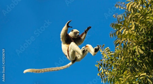 Coquerel's sifaka lemur jumping between trees against blue sky photo