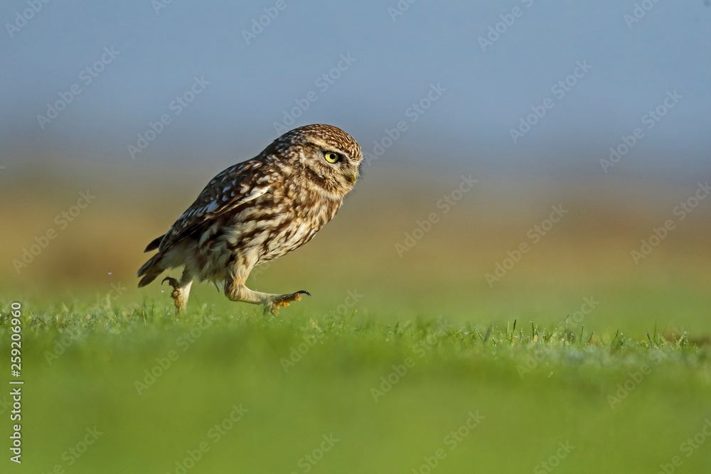 Little owl walking on grassy landscape Little owl walking on grassy landscape