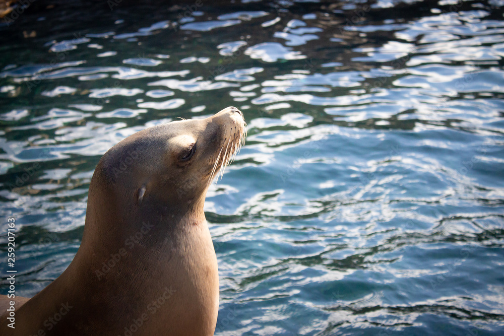 Fototapeta premium Sea Lion