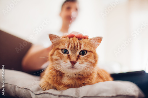 the cat lies on a pillow at home near his master © Ihor Korsunsky