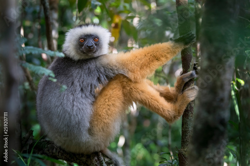 Portrait of diademed sifaka lemur in Andasibe Mantadia National Park photo