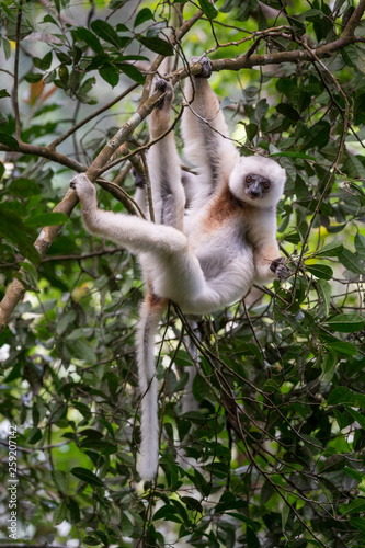 Portrait of silky sifaka lemur at Marojejy National Park