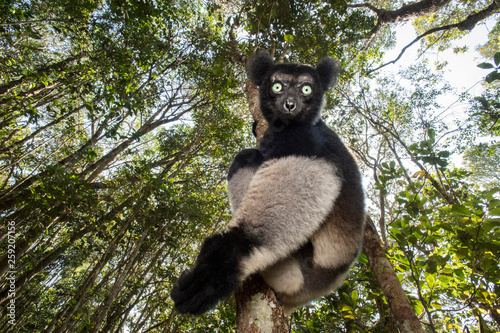 Portrait of indri lemur sitting on tree in forest photo