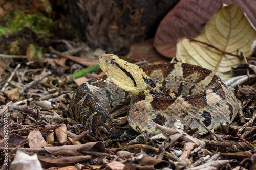 Jumping vipers on leaf litter in forest photo