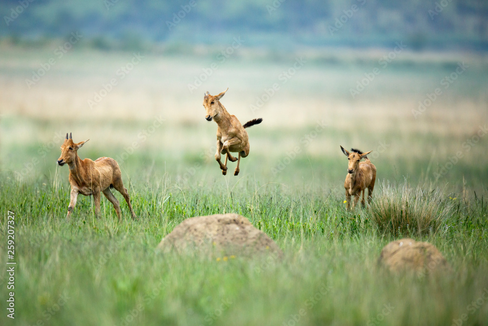 Red hartebeest calves running in Rietvlei Nature Reserve