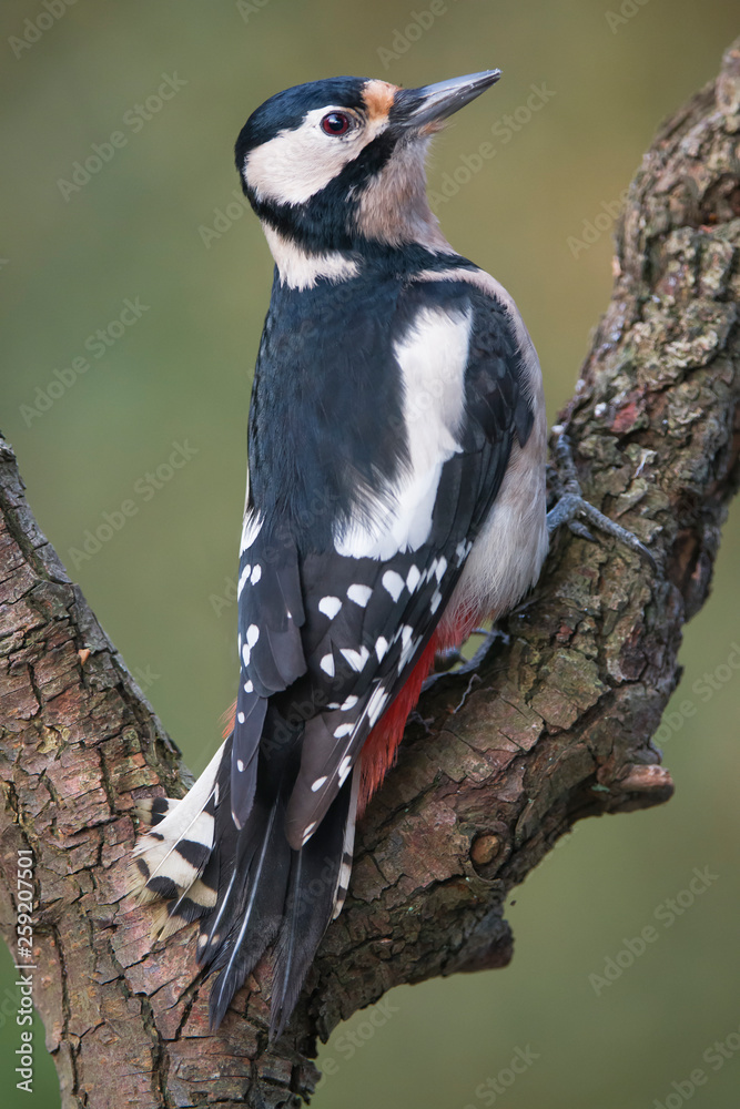 Great spotted woodpecker perching on branch Great spotted woodpecker perching on branch