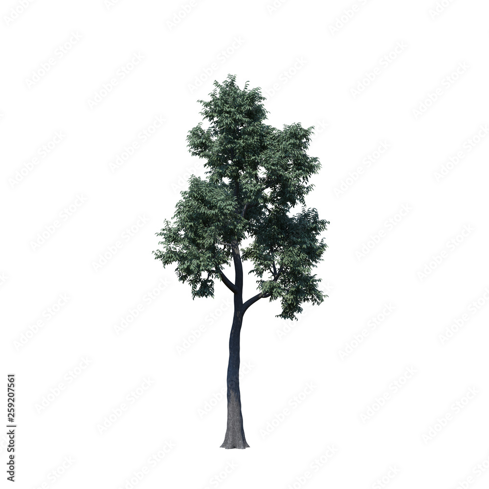 Fototapeta premium single tree on white background, 3d rendering,clipping path
