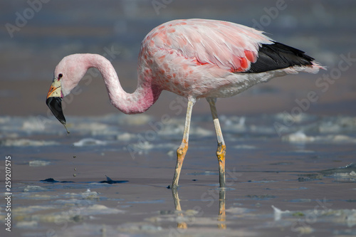 Andean flamingo foraging on shore photo