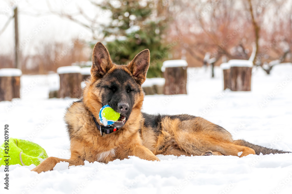 A german shepherd puppy dog playing with a ball at winter A german shepherd puppy dog playing with a ball at winter