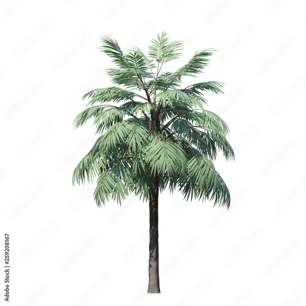 Obraz premium single tree on white background, 3d rendering,clipping path