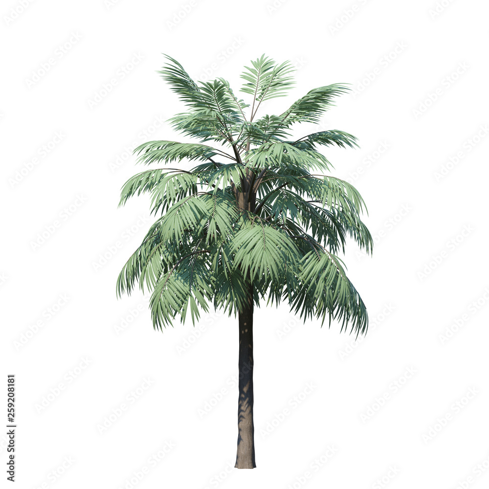 Obraz premium single tree on white background, 3d rendering,clipping path