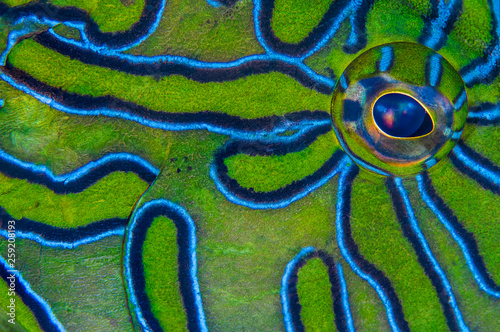 Close up of eye and skin of giant hawkfish