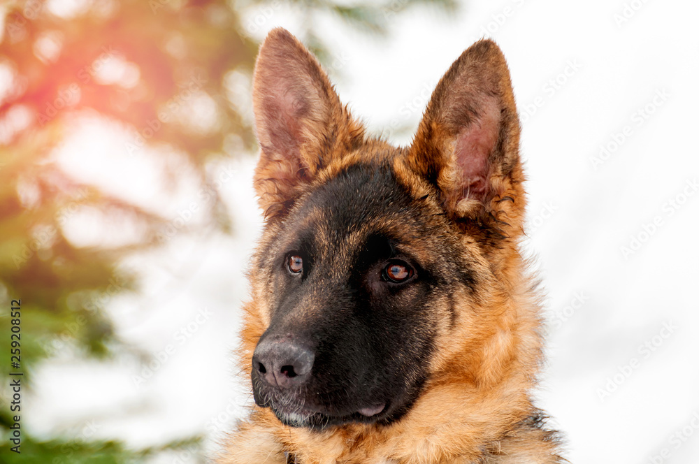 Portrait of a german shepherd puppy dog at winter