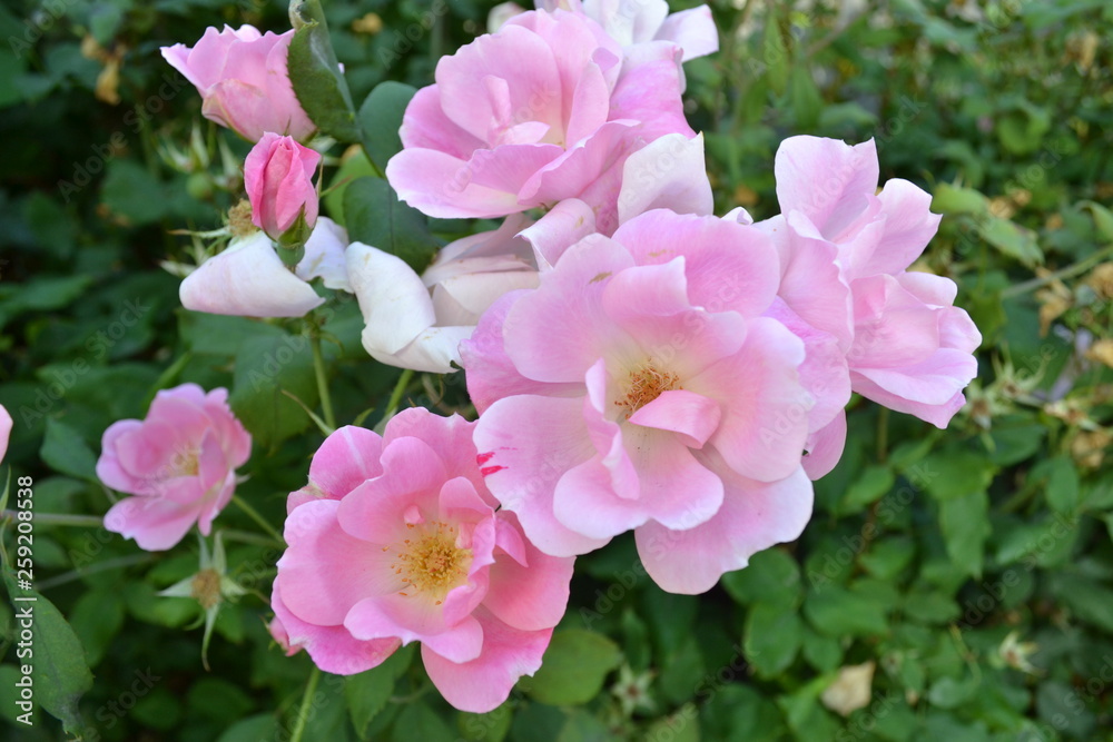 pink flowers in the garden