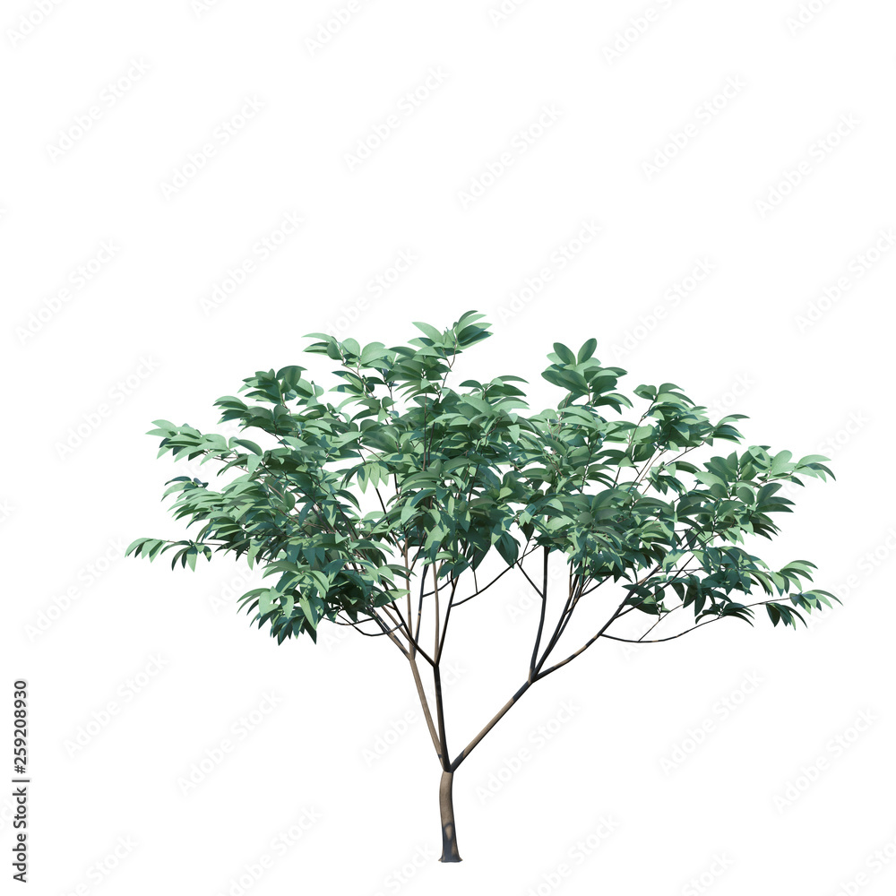 single tree on white background, 3d rendering,clipping path single tree on white background, 3d rendering,clipping path