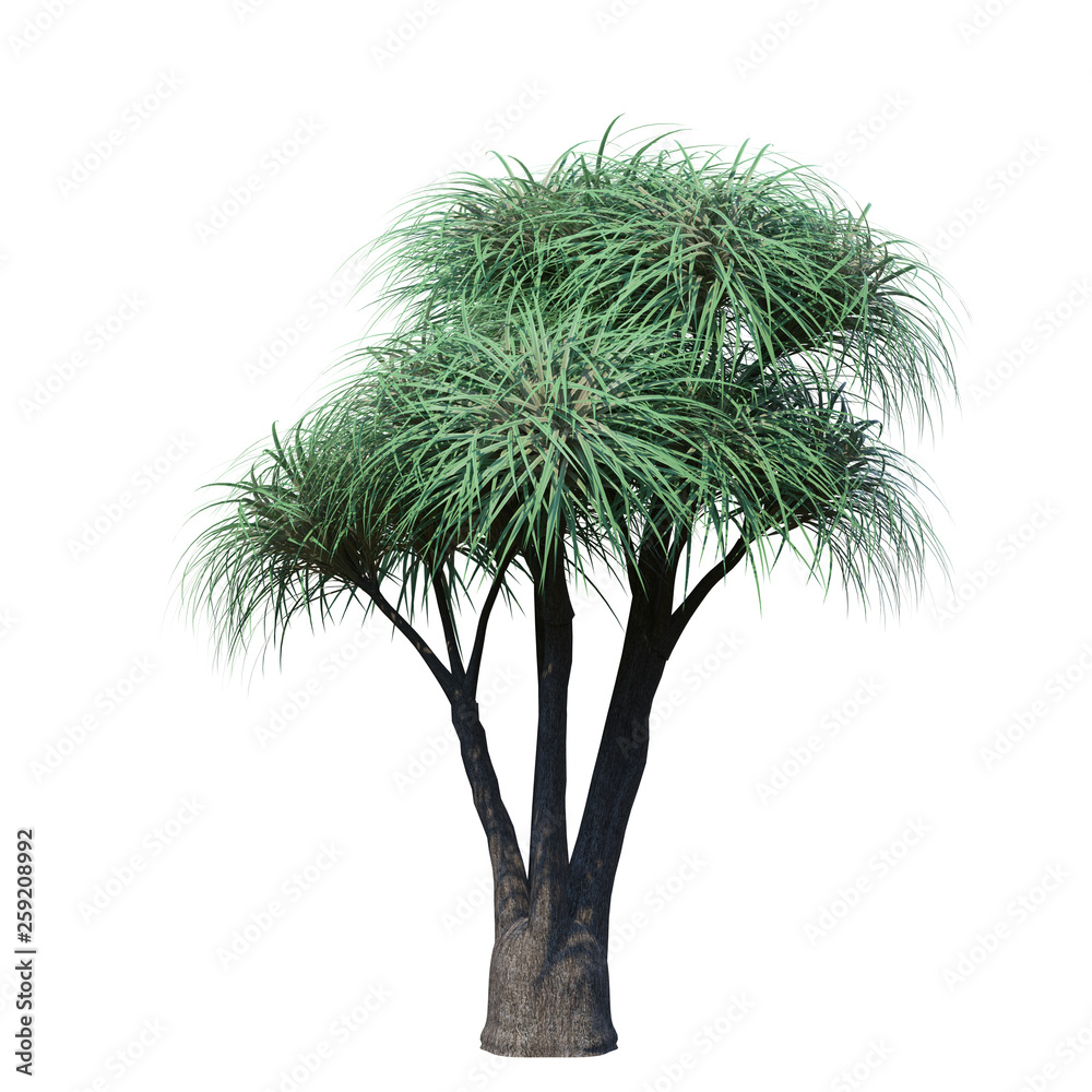 Fototapeta premium single tree on white background, 3d rendering,clipping path