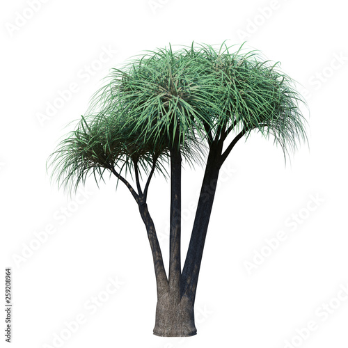 single tree on white background, 3d rendering,clipping path © chonlathit