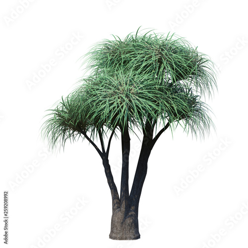 single tree on white background, 3d rendering,clipping path © chonlathit