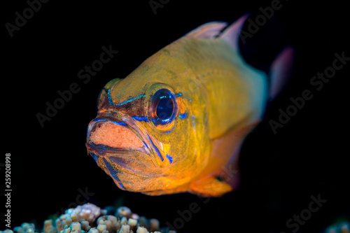 Close up of ring tailed cardinalfish swimming in Bohol Sea photo