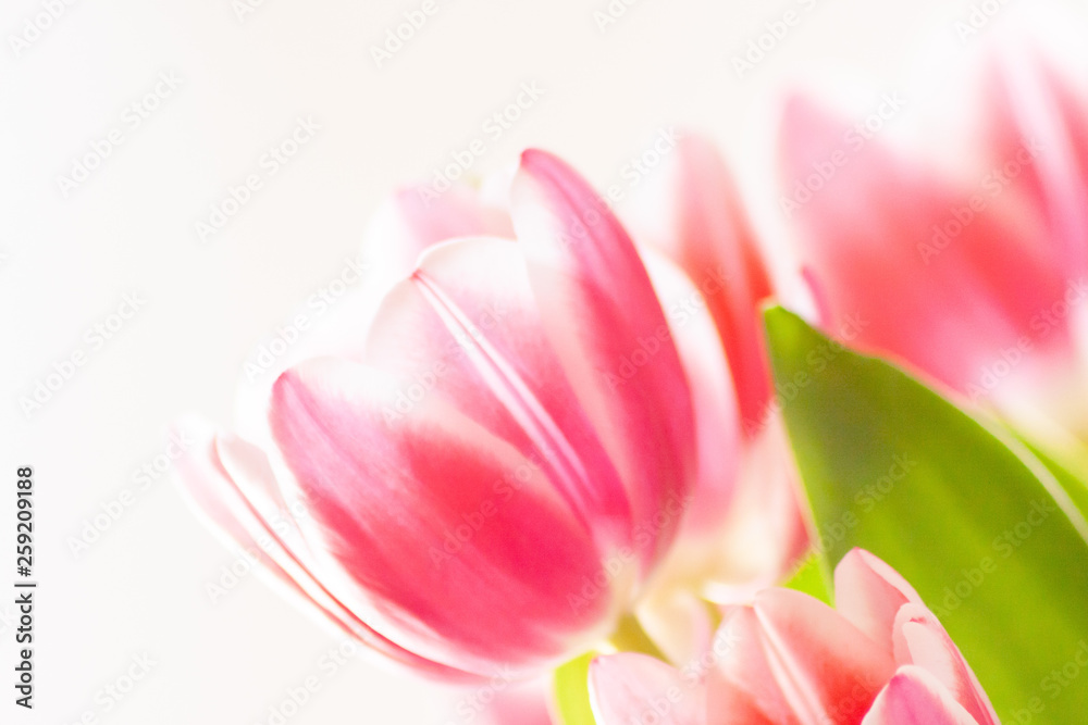 Naklejka premium Bezauberndes weiß-rosa-rotes Tulpenblüten-Ensemble in der Nahaufnahme als Geschenk für liebe Menschen