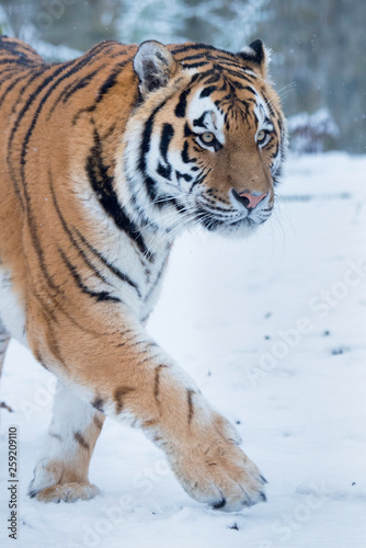 Siberian tiger walking on snowy landscape