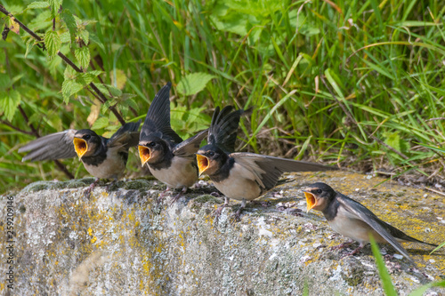 Barn swallow perching on retaining wall photo