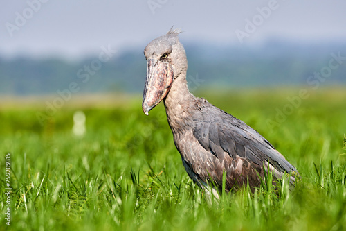 Shoebilled stork standing in swamp photo
