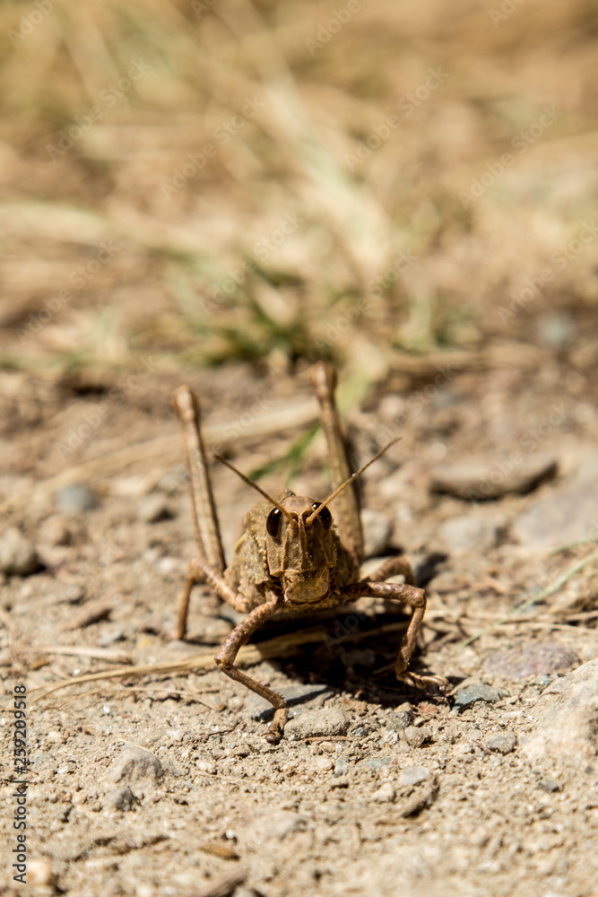 Saltamontes en la tierra Saltamontes en la tierra