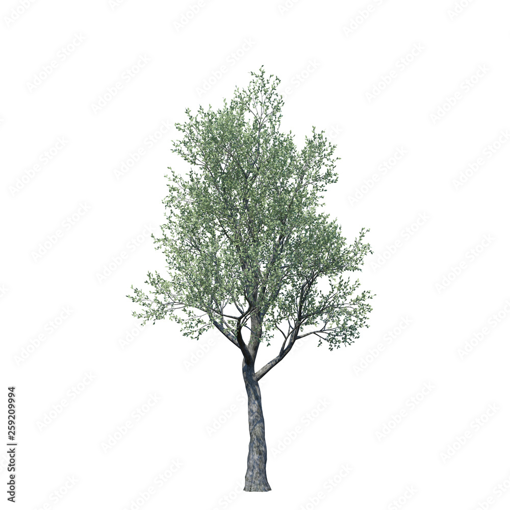 Obraz premium single tree on white background, 3d rendering,clipping path