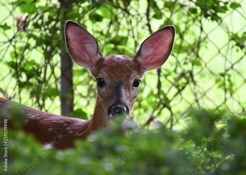 whitetail deer fawn