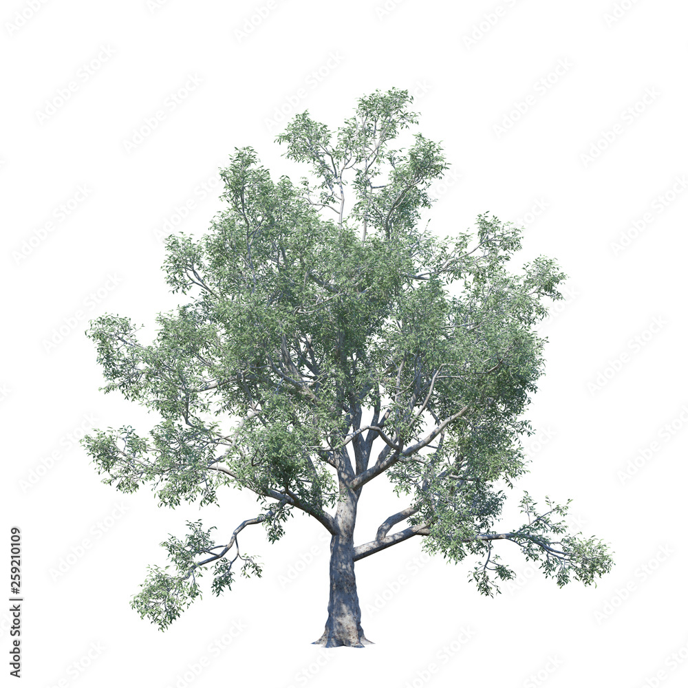 Obraz premium single tree on white background, 3d rendering,clipping path