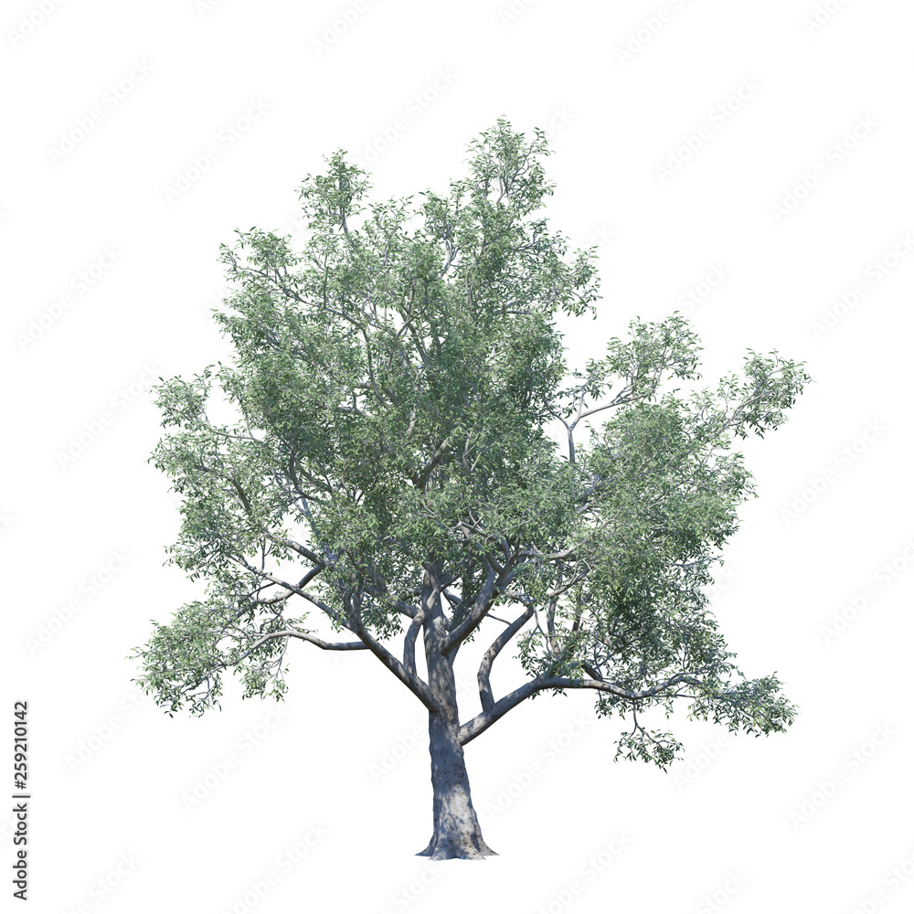 Obraz premium single tree on white background, 3d rendering,clipping path