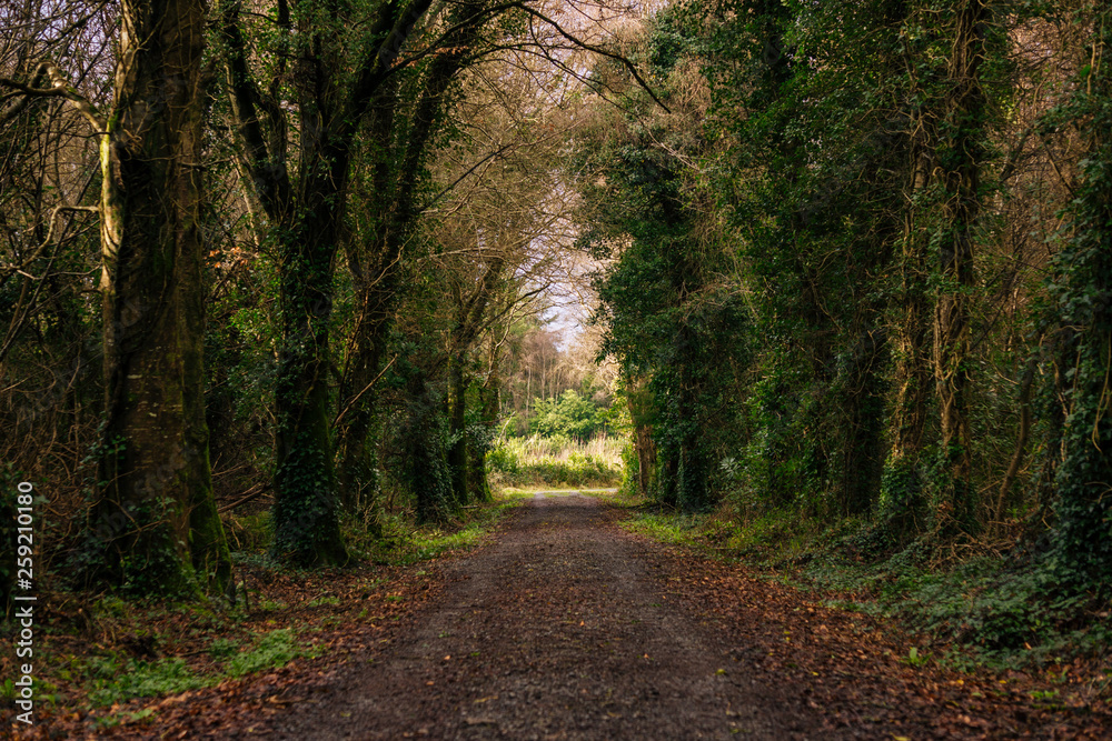 Irish Woodlands