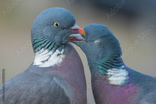 Close up of common wood pigeon pair mating photo