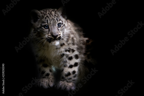 Snow leopard cub standing against black background