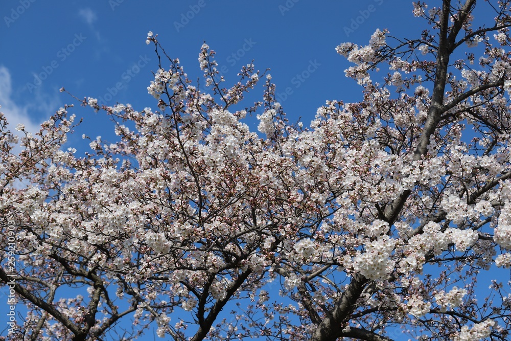 馬見丘陵公園の春 馬見丘陵公園の春