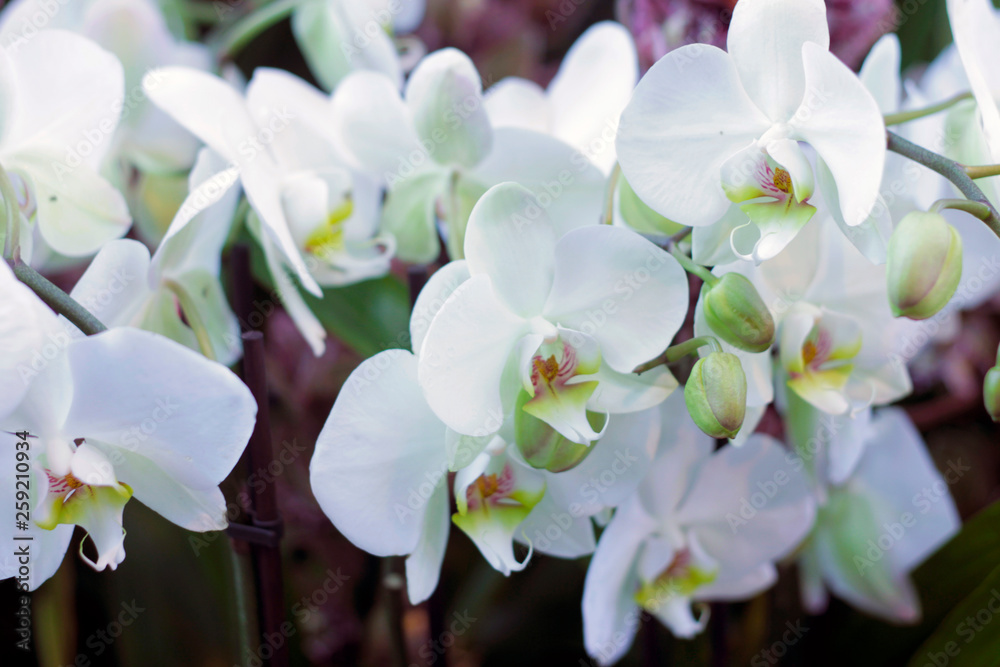 white orchid white orchid