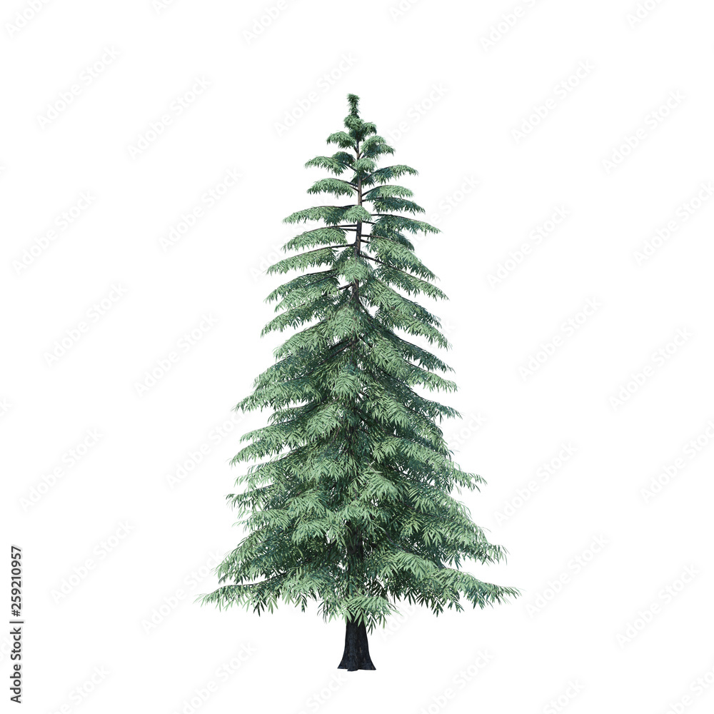 Fototapeta premium single tree on white background, 3d rendering,clipping path