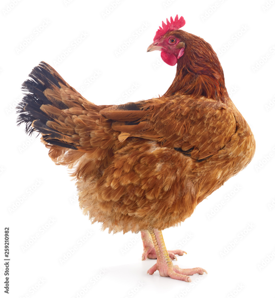 Fototapeta premium Brown hen isolated.