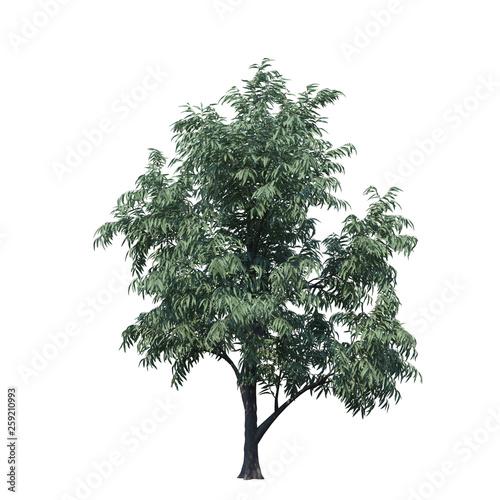 single tree on white background  3d rendering clipping path
