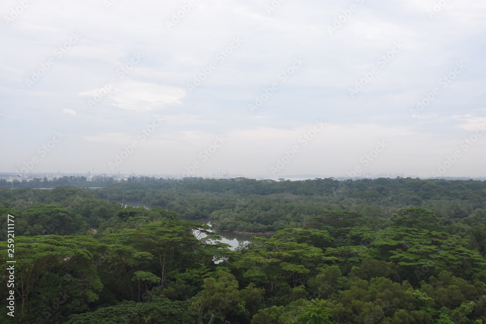 Fototapeta premium Singapore Greens