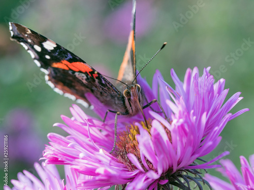 Close up of red admiral butterfly pollinating michaelmas daisy