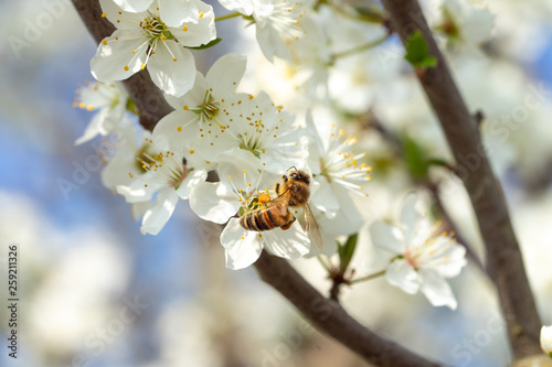 Honey bee in spring on sloe blossoms