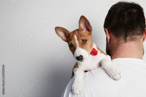 Fototapeta Naklejka Na Ścianę i Meble -  Handsome bearded man snuggling and hugging his basenji puppy dog, close friendship against a white background. Copy paste space mock-up