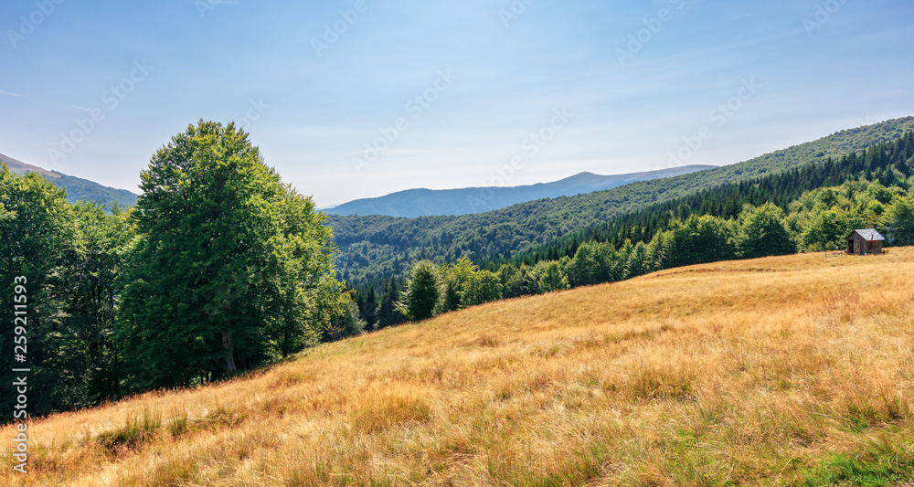 primeval beech forest in mountains. meadows in weathered grass. range of ridges in the distance. wonderful carpathian summer landscape. fine weather in august.