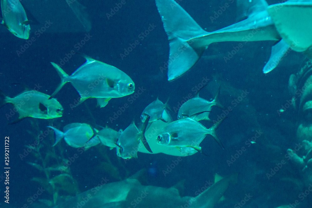 exotic sea fish Oceanarium exotic sea fish Oceanarium