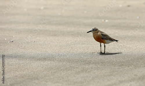 Dotterel Maoriregenpfeifer Neuseeland photo