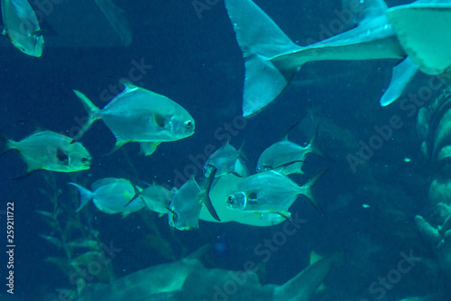 exotic sea fish Oceanarium