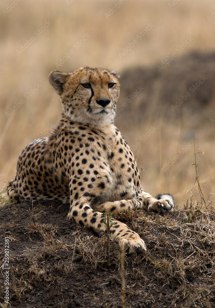 Naklejka premium Cheetah resting on a mound at Masai Mara, Kenya